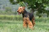 AIREDALE TERRIER 315